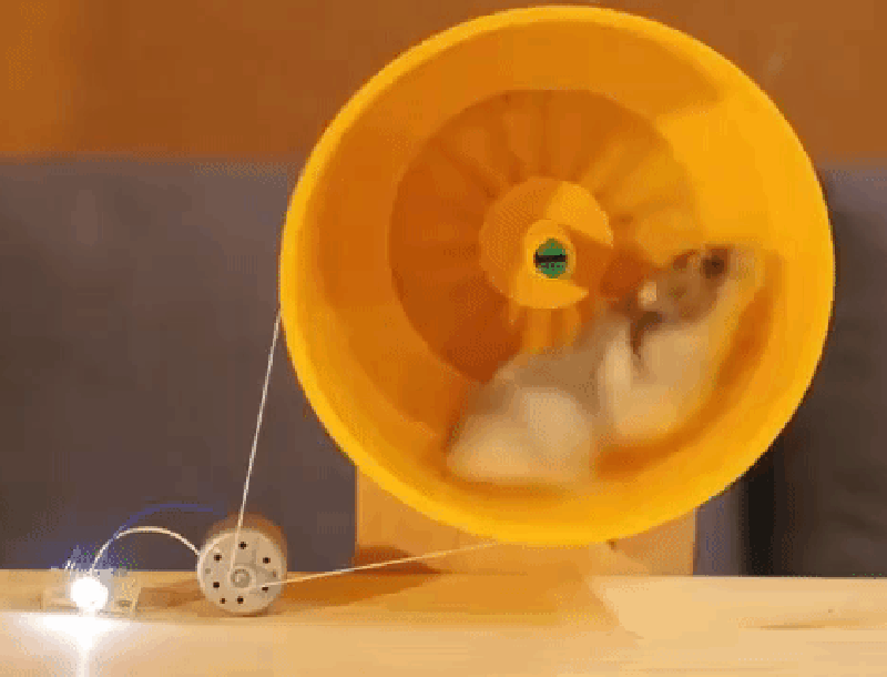 Hamster powering a light